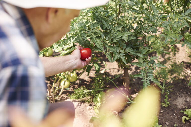 senior man working field with vegetables - Dynamik HR